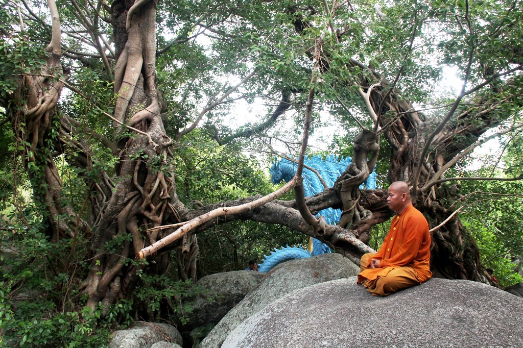 Công nhận cây di sản Việt Nam tại tịnh xá Ngọc Vạn

